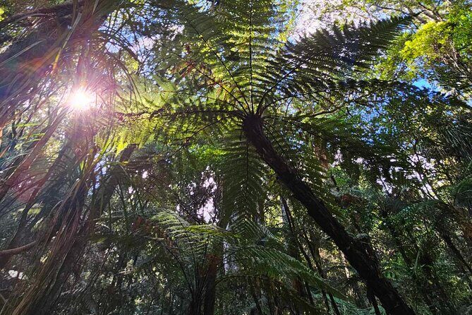 *Popular Tour* - Bay of Islands: Nature Adventure - 4hrs - Key Points