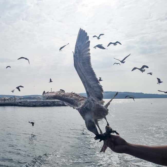 Pore: Boat Day Trip to Rovinj with or without Fish Lunch - Key Points