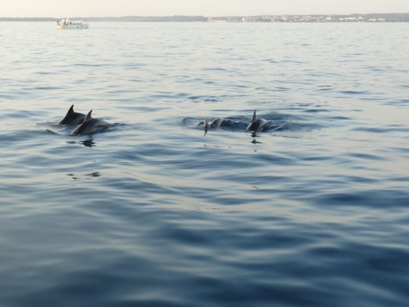 Pore: Dolphin Spotting Cruise with Included Drinks - A Detailed Look at the Dolphin Spotting Cruise