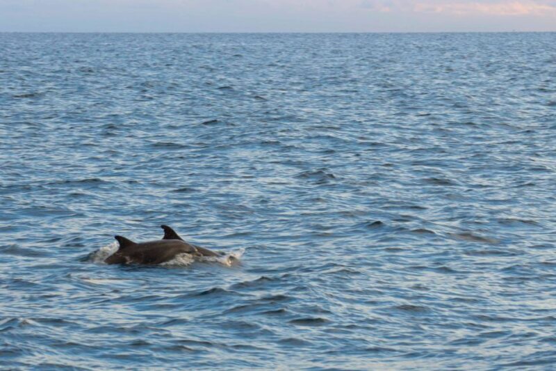 Pore: Evening Boat Trip to Discover Dolphins - FAQs