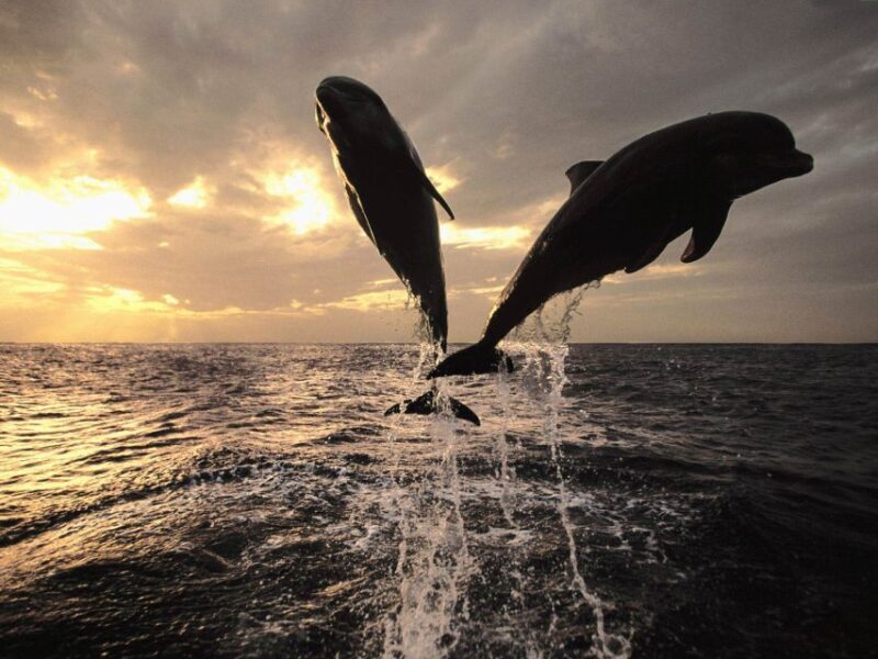 Pore: Private Snorkeling Tour with Dolphin-Watching - The Experience in Detail