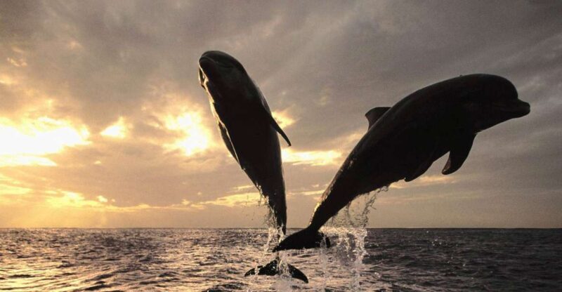 Pore: Private Snorkeling Tour with Dolphin-Watching - The Sum Up