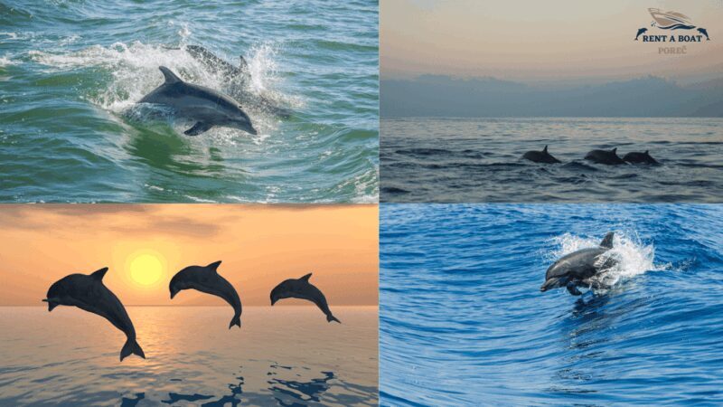 Pore: Private Snorkeling Tour with Dolphin-Watching - FAQ