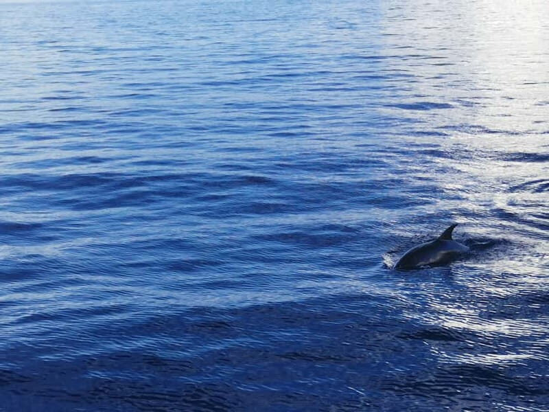 Pore: Sunset Dolphin Safari Cruise with Drinks - The Sum Up
