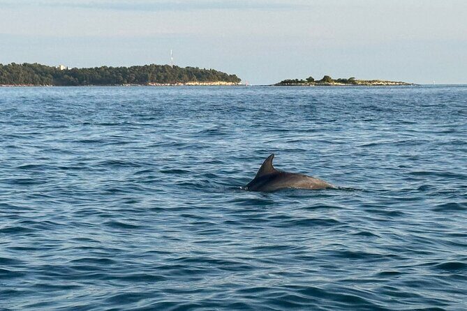 Porec Sunset Shared Cruise on Speedboat with Dolphin Sightseeing - Who Will Love This Experience?