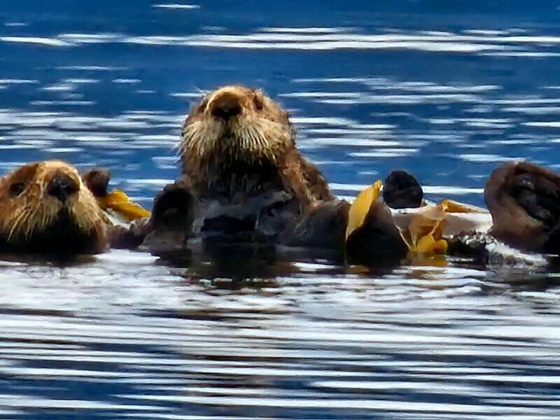 Port Alice: Sea Otter and Wildlife Tour - 6 hour with lunch - An Introduction to the Experience