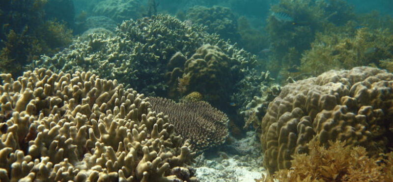 Port Barton: Island Hopping to Turtle Spot & Reef with Lunch - Key Points