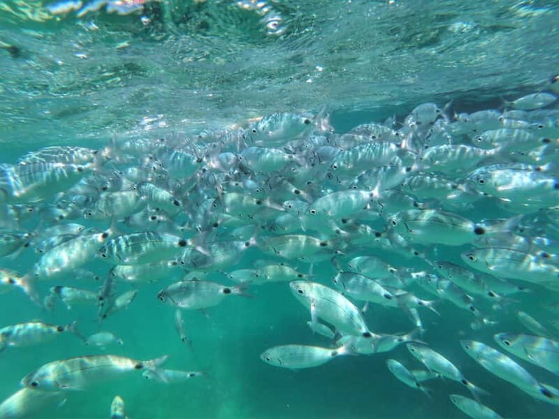 Port Bunarina: Scenic Boat Trip with Lunch & Swimming - Real Traveler Feedback