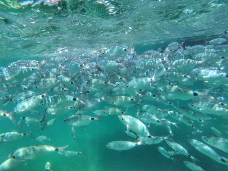 Port Bunarina: Scenic Boat Trip with Lunch & Swimming - Who Will Love This Tour?