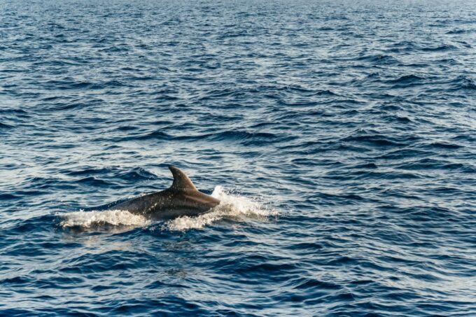 Port Dalcudia: Sunrise at Sea & Dolphin Watching Boat Tour - Frequently Asked Questions