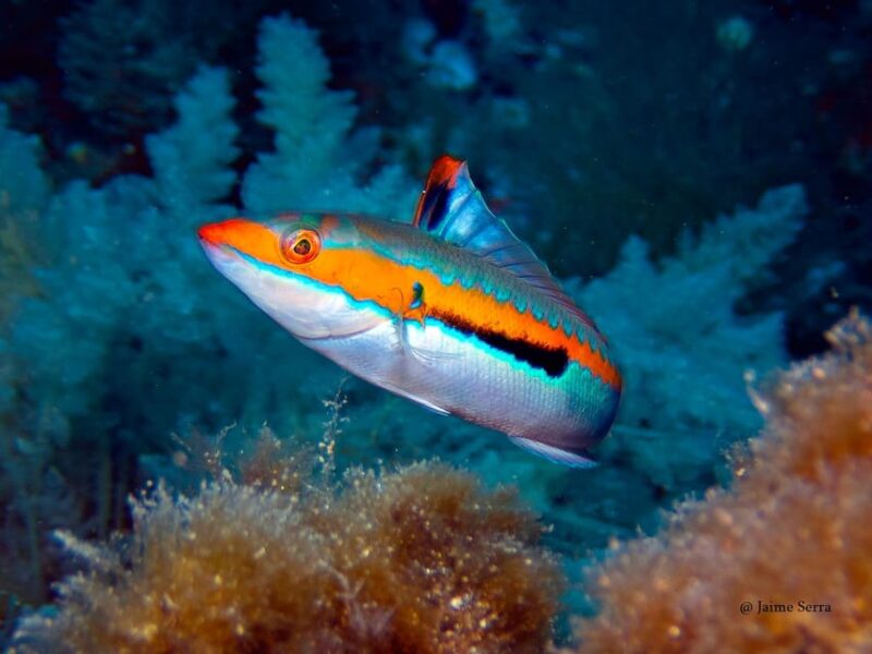 Port De Sóller: Snorkeling Tour With Professional Guide - Included in the Tour