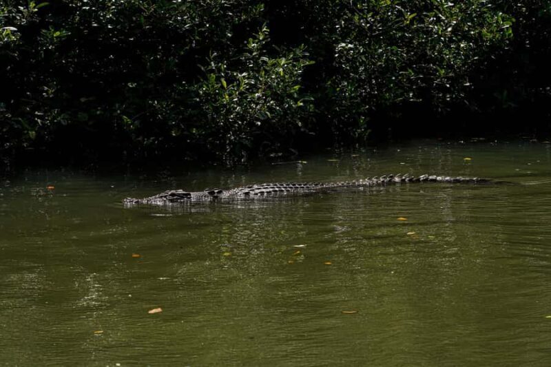 Port Douglas: Afternoon Daintree Tour w/ Wildlife Cruise - Pricing and Value: Is It Worth It?