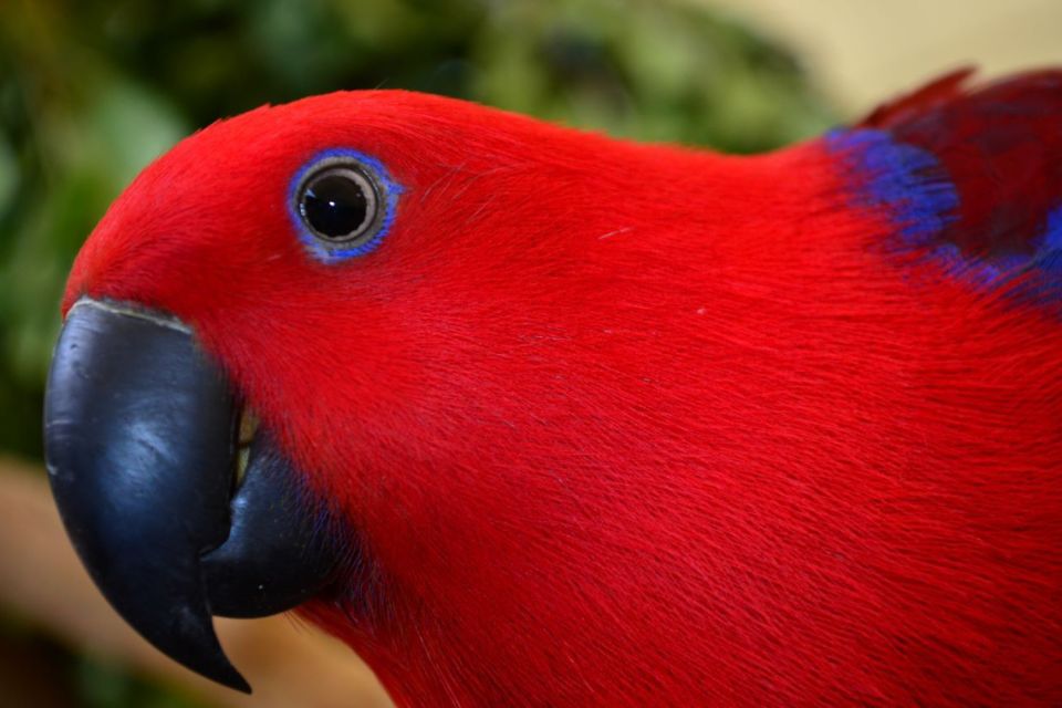 Port Douglas: Breakfast With the Birds - Key Points
