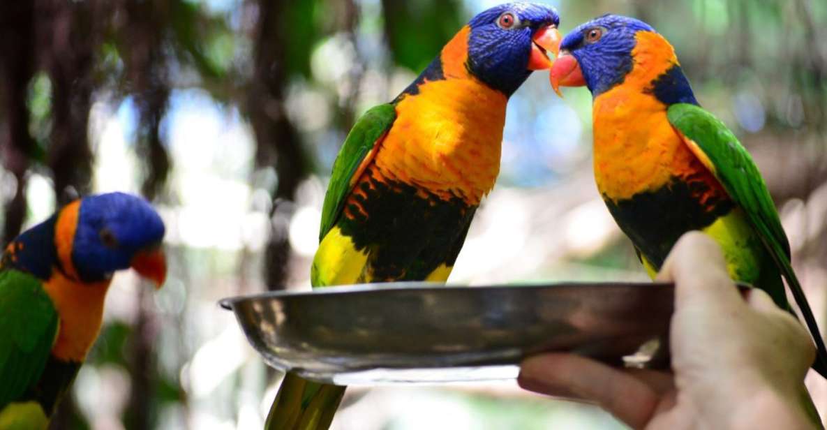Port Douglas: Breakfast With the Birds - Banquet-Style Breakfast Setting