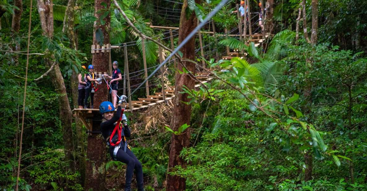 Port Douglas: Daintree National Park Ziplining & Cruise - Key Points