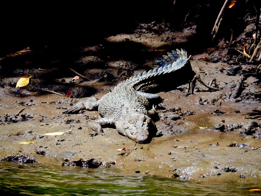 Port Douglas: Daintree Rainforest and Mossman Gorge Tour - Customer Reviews