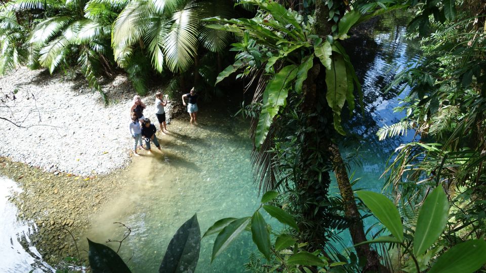 Port Douglas: Daintree Rainforest and Mossman Gorge Tour - Additional Information