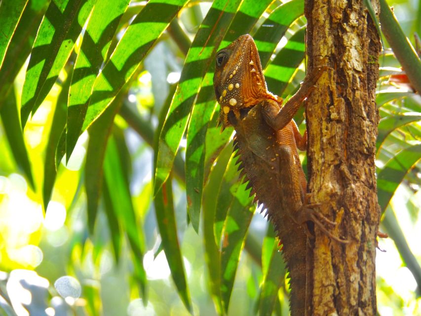Port Douglas: Daintree Rainforest and Mossman Gorge Tour - Frequently Asked Questions