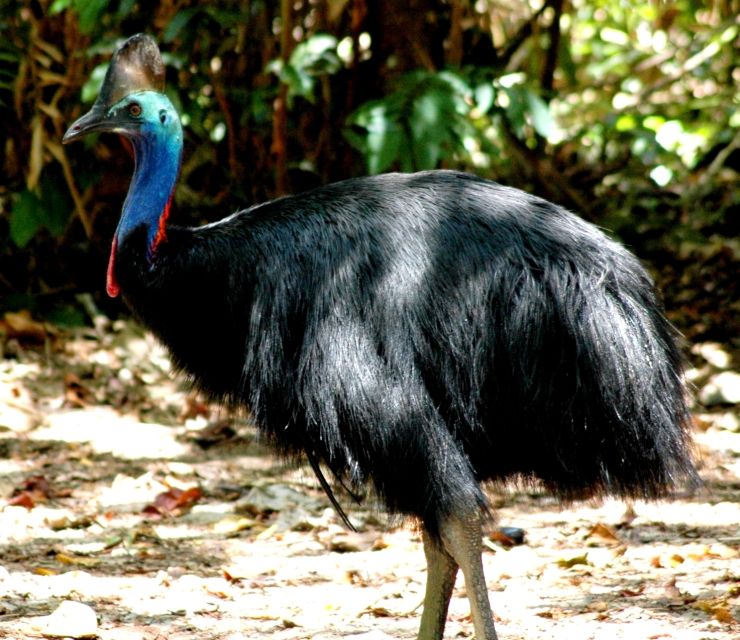 Port Douglas: Daintree Rainforest and Mossman Gorge Tour - Pricing and Inclusions