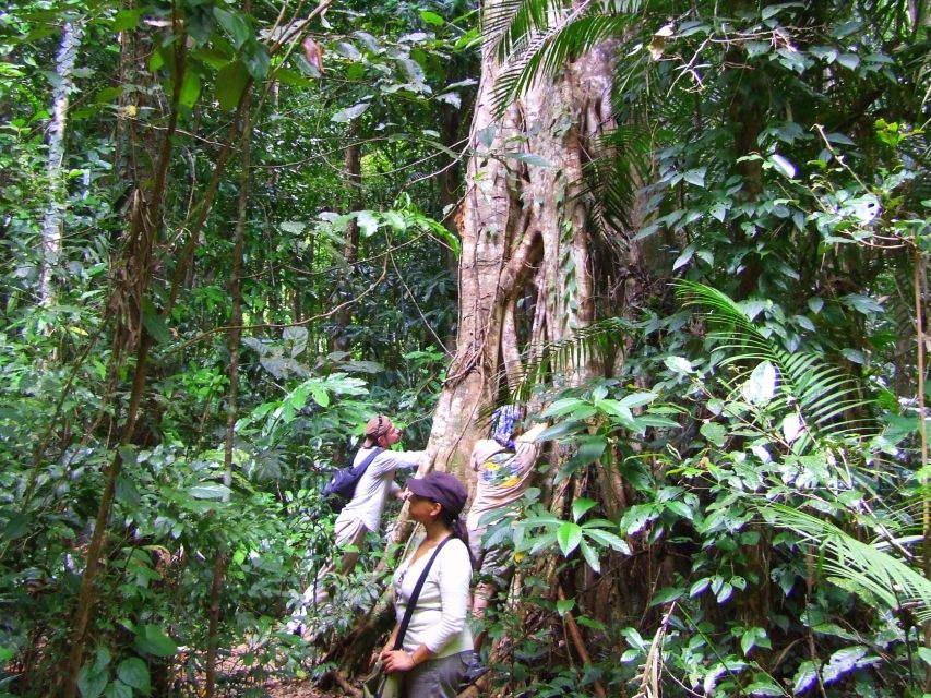 Port Douglas: Daintree Rainforest and Mossman Gorge Tour - Itinerary Highlights
