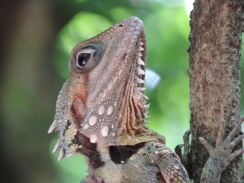 Port Douglas: Daintree Rainforest and Mossman Gorge Tour - Important Information