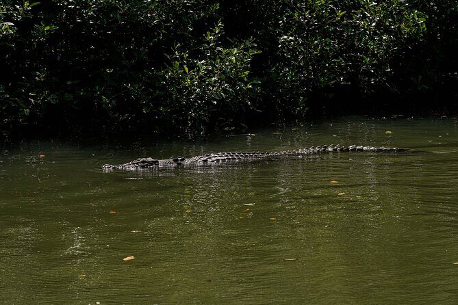 Port Douglas & Daintree Tour for Cruise Ship Passenger - Practical Details & Considerations