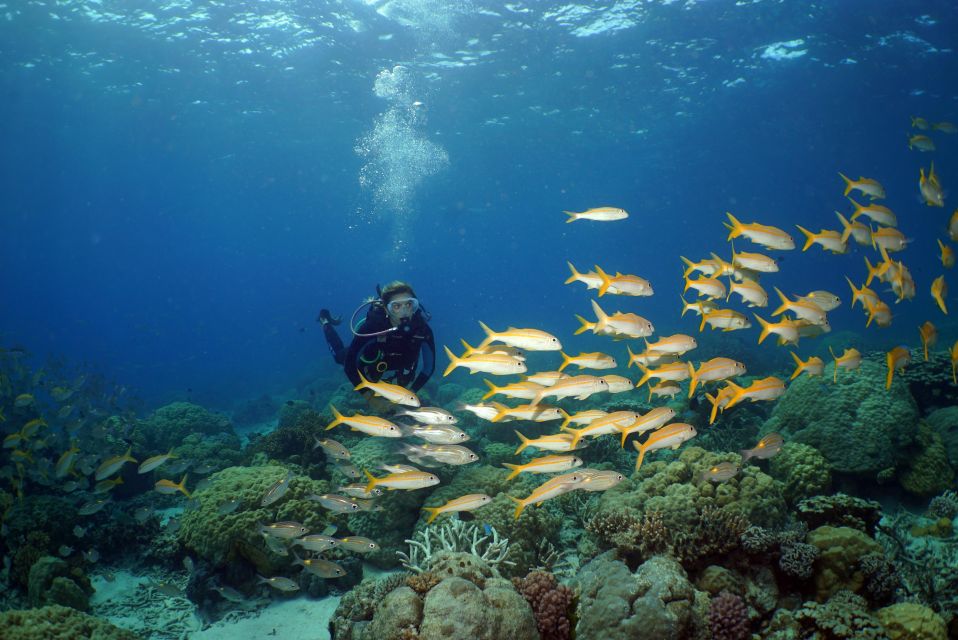 Port Douglas: Full-Day Outer Barrier Reef Dive and Snorkel - Directions