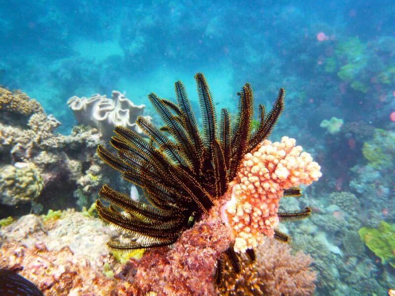 Port Douglas: Half Day Outer Reef Snorkelling Tour - FAQs