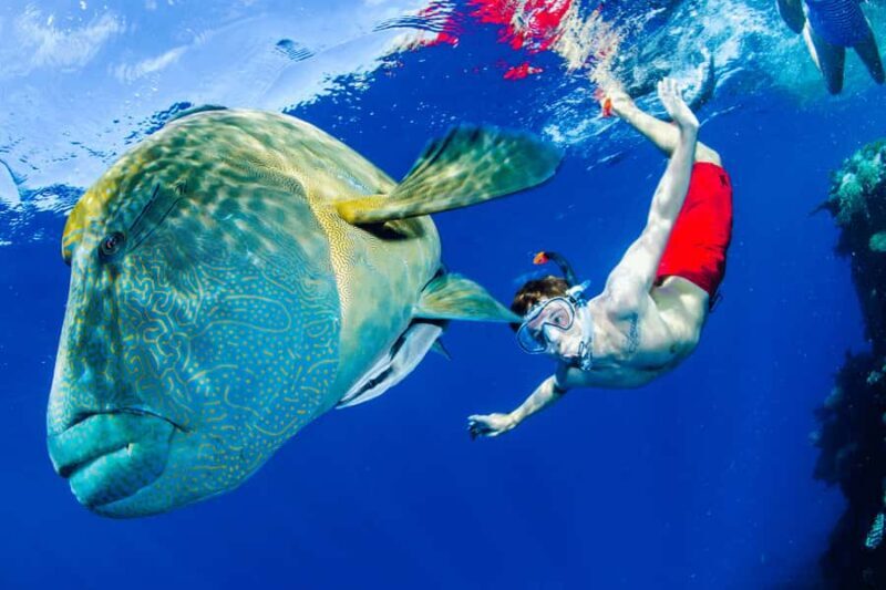 Port Douglas: Just 12 Passengers Guided Snorkel Reef Cruise - Key Points