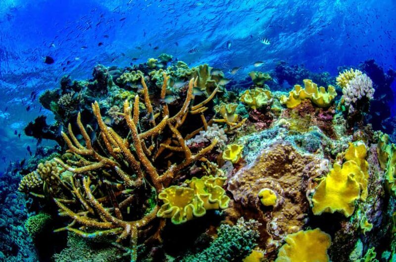 Port Douglas: Just 12 Passengers Guided Snorkel Reef Cruise - An Introduction to a Genuine Reef Day