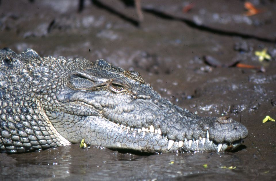 Port Douglas: Lady Douglas Sunset River Cruise With Snacks - Important Information and Reviews