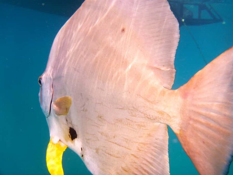 Port Douglas: Low Isles Reef Snorkeling Tour - What’s Included and Practical Considerations