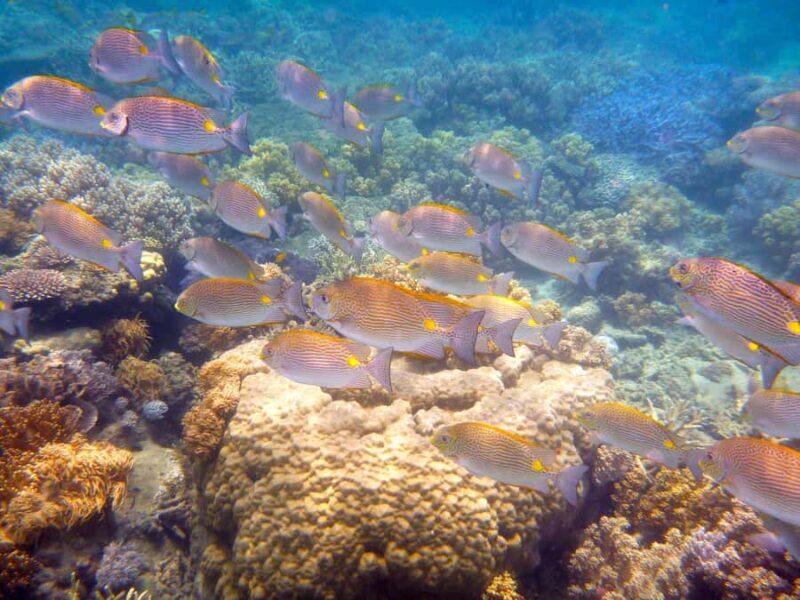 Port Douglas: Low Isles Reef Snorkeling Tour - Authentic Insights from Reviewers