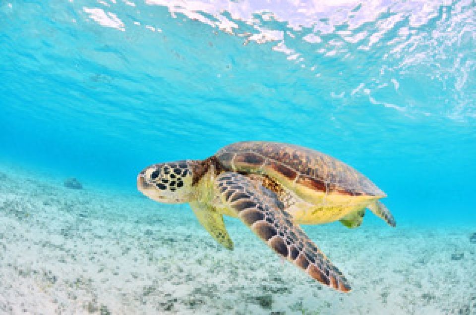 Port Douglas: Low Isles Sail & Snorkel Cruise on the Shaolin - Shaolin Cruise Experience