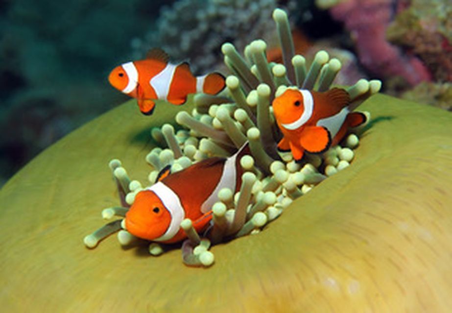 Port Douglas: Low Isles Sail & Snorkel Cruise on the Shaolin - Whats Included