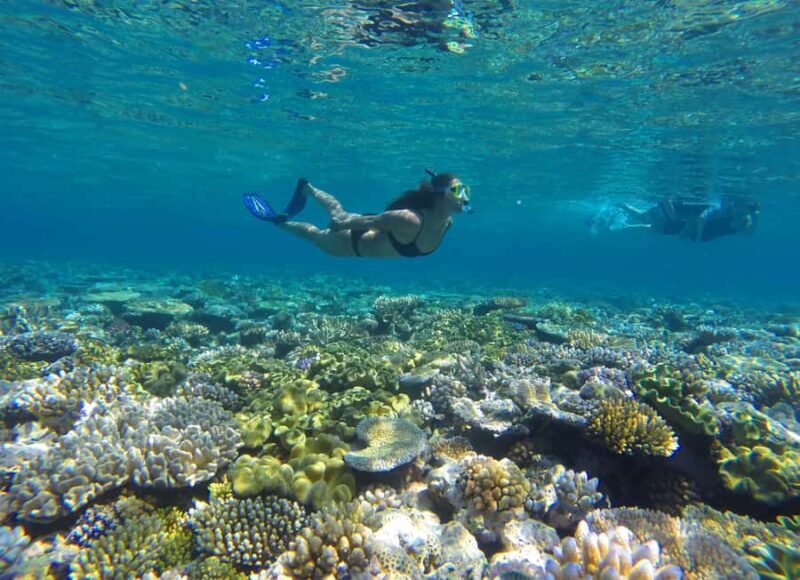 Port Douglas: Outer Barrier Reef Snorkel and Dive Options - The Sum Up
