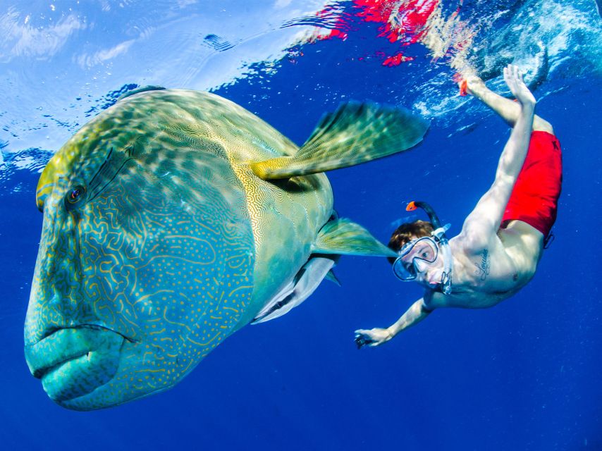 Port Douglas: Outer Reef Full-Day Snorkeling Tour - Tour Highlights