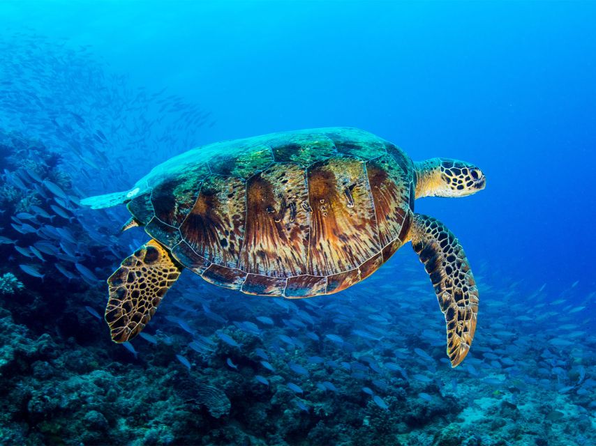 Port Douglas: Outer Reef Full-Day Snorkeling Tour - Directions