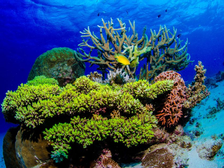 Port Douglas: Outer Reef Full-Day Snorkeling Tour - Frequently Asked Questions