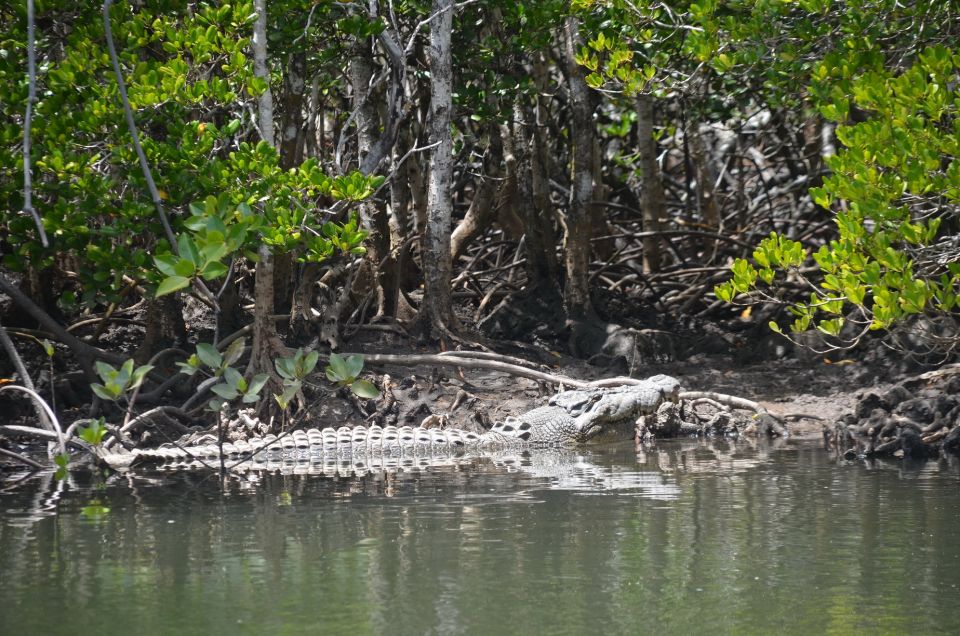 Port Douglas: River Cruise, Crocodile Spotting, Drink/ Snack - Customer Reviews and Recommendations