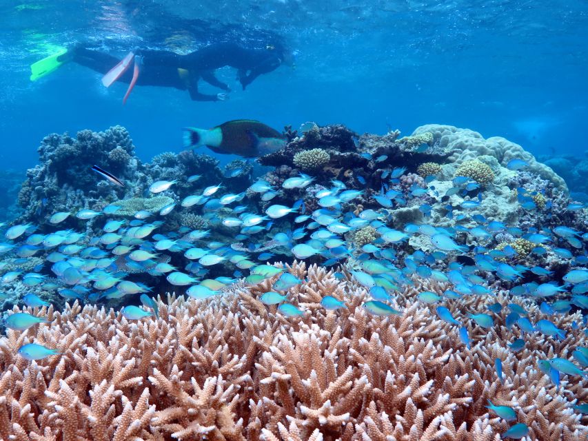 Port Douglas: Silversonic Great Barrier Reef Dive & Snorkel - Pricing and Duration