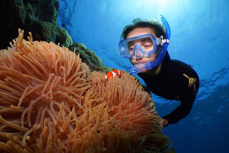 Port Douglas: Silversonic Great Barrier Reef Dive & Snorkel - Tour Highlights and Inclusions