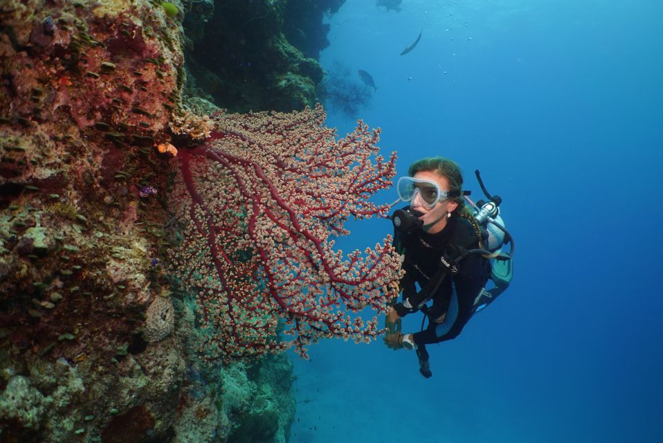 Port Douglas: Silversonic Great Barrier Reef Dive & Snorkel - Restrictions and Booking Information