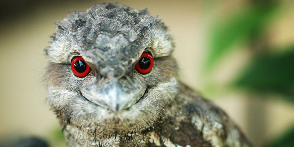 Port Douglas: Wildlife Habitat Entrance Ticket - Key Points