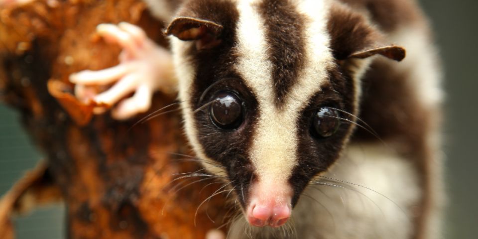 Port Douglas: Wildlife Habitat Entrance Ticket - Group Size and Language