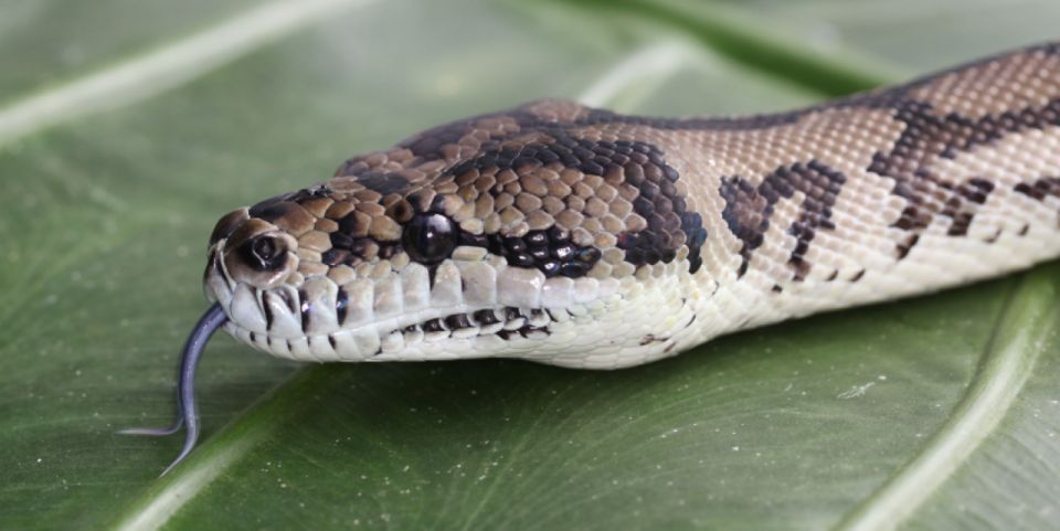 Port Douglas: Wildlife Habitat Entrance Ticket - Cancellation Policy