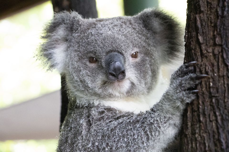 Port Douglas: Wildlife Habitat Entrance Ticket - Frequently Asked Questions
