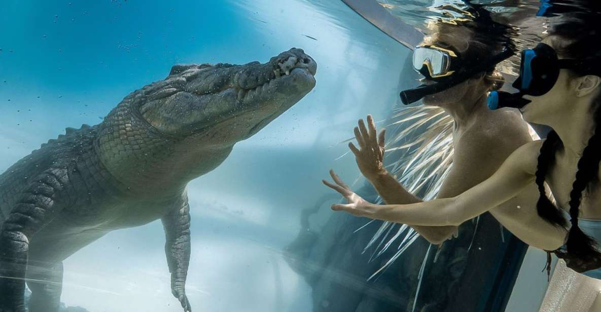 Port Douglas: Wildlife Habitat Swim With Crocodiles - Key Points