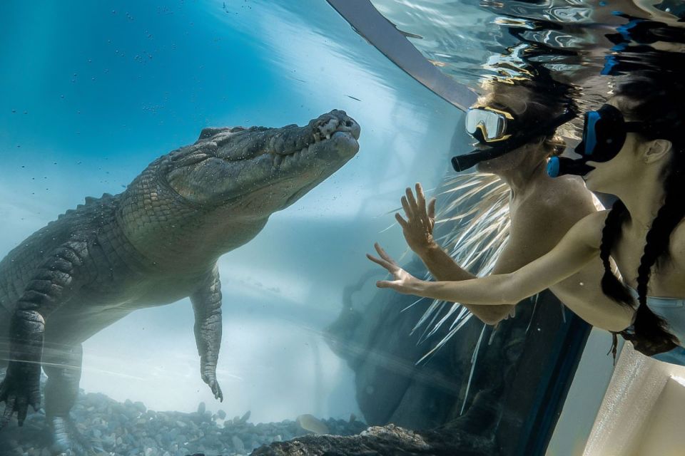 Port Douglas: Wildlife Habitat Swim With Crocodiles - Itinerary