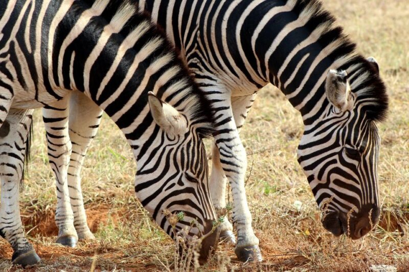 Port Elizabeth: 2-Day Addo Elephant Park Safari - What to Bring and Recommendations